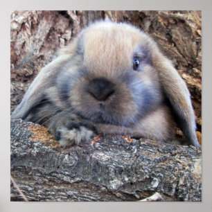 Impresión de Holland Lop