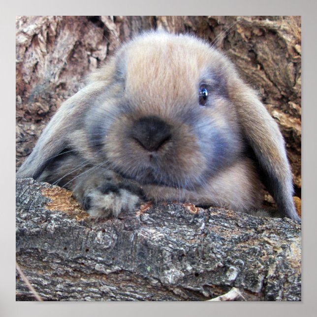 Impresión de Holland Lop (Frente)