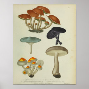 Impresión de hongos morados azules amarillos 1841