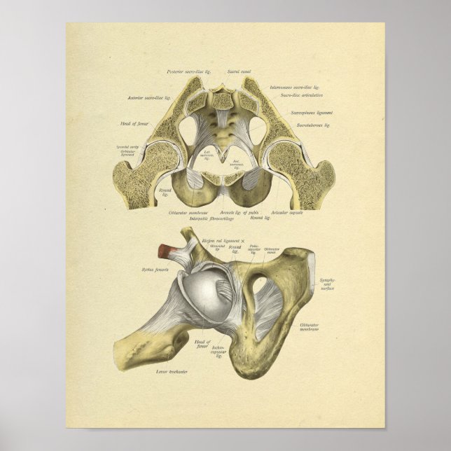 Impresión de huesos de anatomía de articulación Pe (Frente)