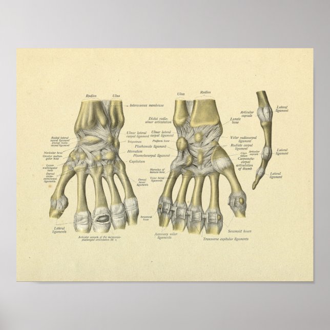 Impresión de huesos de anatomía de dedos de mano (Frente)