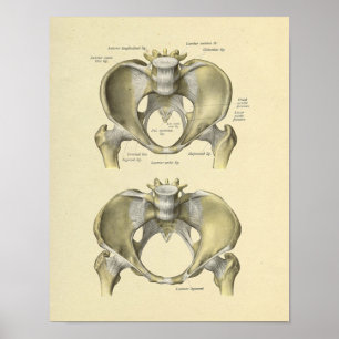 Impresión de huesos de anatomía de la junta lumbar
