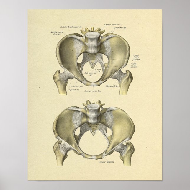 Impresión de huesos de anatomía de la junta lumbar (Frente)