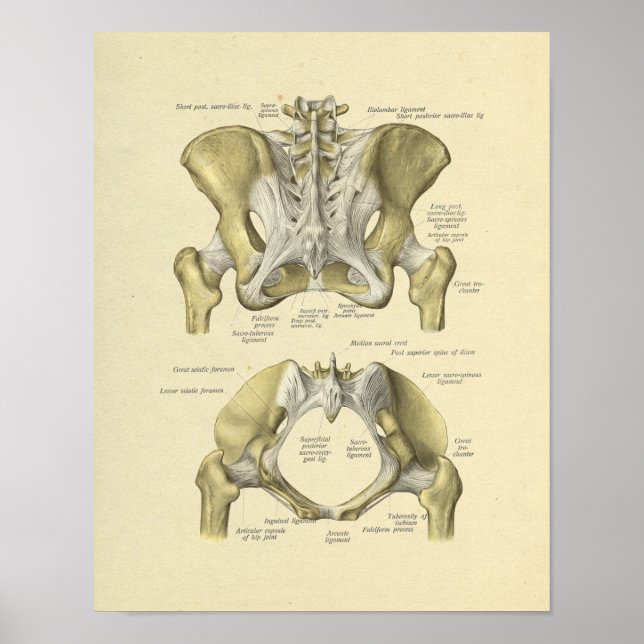 Impresión de huesos de anatomía de la junta lumbar (Frente)