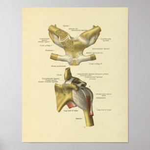 Impresión de huesos de anatomía de unión de hombro