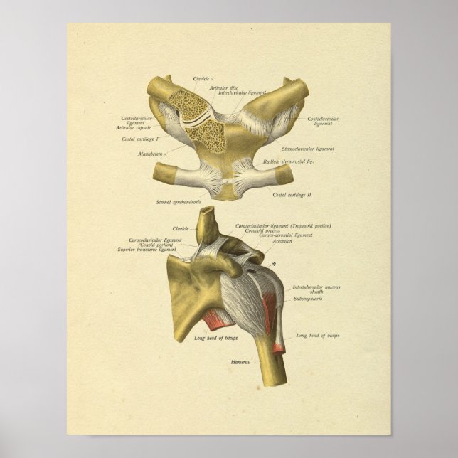 Impresión de huesos de anatomía de unión de hombro (Frente)