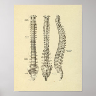 Impresión de huesos de anatomía de vértebras de co