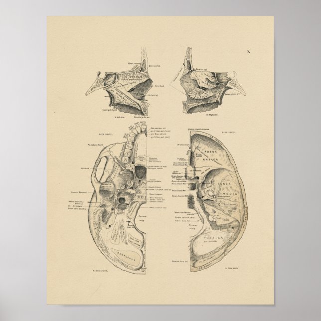Impresión de Huesos de Calavera Humana 1880 (Frente)