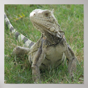 Impresión de iguana