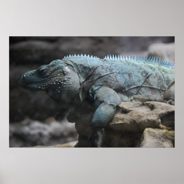 Impresión de iguana azul (Frente)