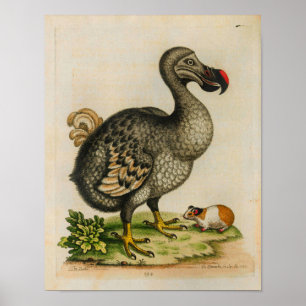 Impresión de Ilustracion de color rosa de Dodo 176
