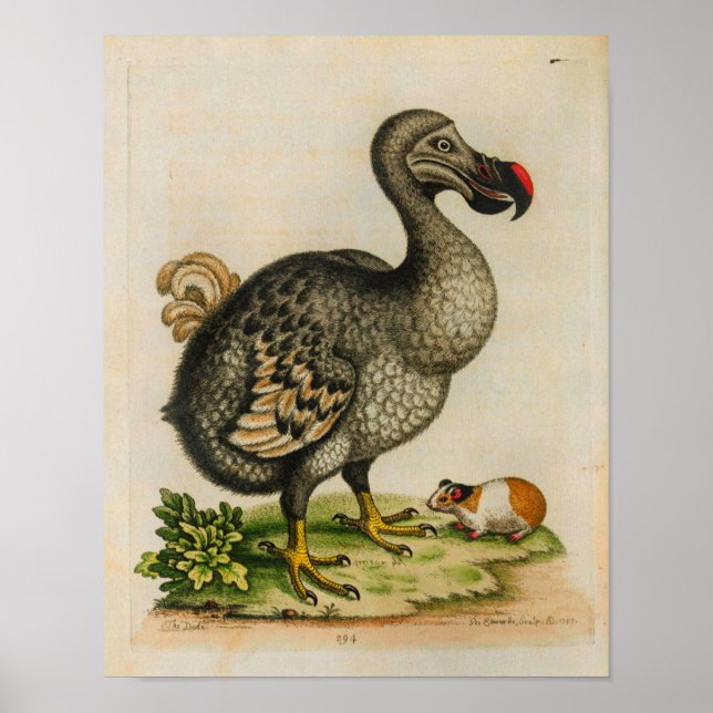 Impresión de Ilustracion de color rosa de Dodo 176 (Frente)