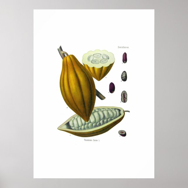 Impresión de ilustracion de frijol de cacao (Frente)