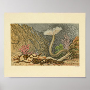 Impresión de Ilustracion de tubo de la vida marina