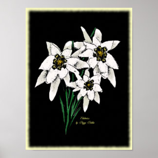 Impresión de ilustraciones de Edelweiss