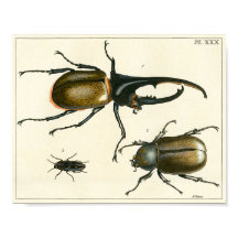 Impresión de ilustraciones de escarabajos