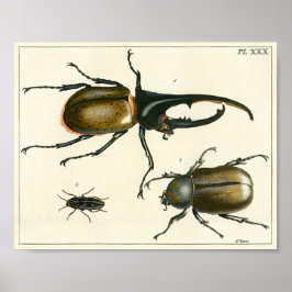 Impresión de ilustraciones de escarabajos