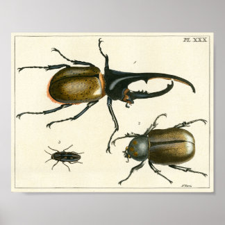 Impresión de ilustraciones de escarabajos
