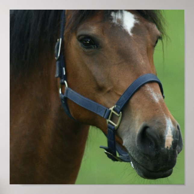 Impresión de imágenes árabes de caballos (Frente)