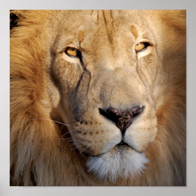 Impresión de imágenes de león (Frente)