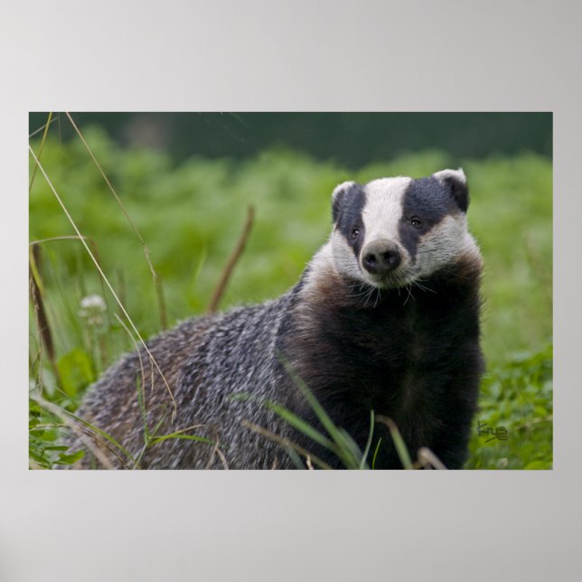 Impresión de insignias (Frente)