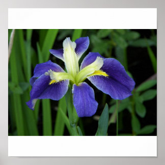 Impresión de iris azul silvestre