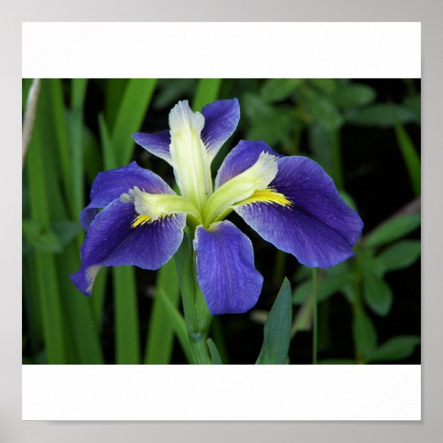 Impresión de iris azul silvestre (Frente)