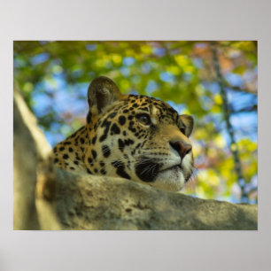 Impresión de Jaguar
