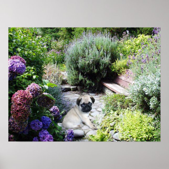 Impresión de Jardín de Pug (Frente)