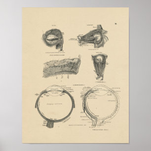 Impresión de la anatomía 1880 del ojo humano del