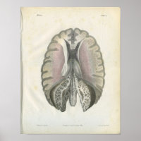 Impresión de la anatomía del cerebro humano
