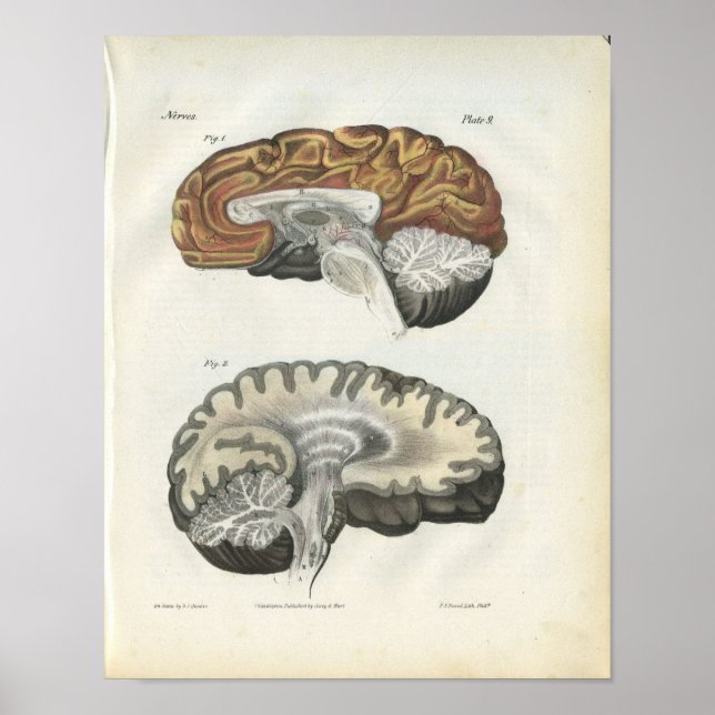 Impresión de la anatomía del cerebro humano (Frente)