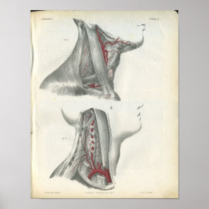 Impresión de la anatomía del cuello de las
