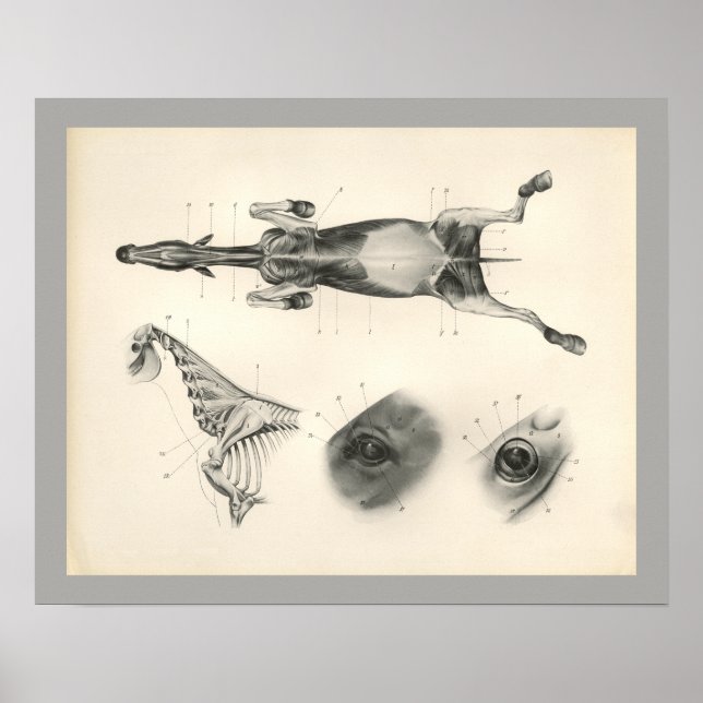 Impresión de la anatomía del esqueleto del músculo (Frente)