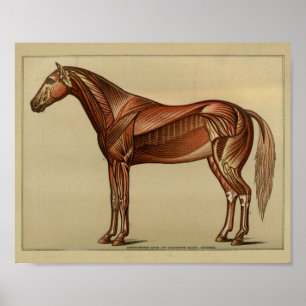 Impresión de la anatomía del músculo del caballo