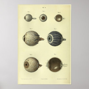 Impresión de la anatomía del ojo humano 1866