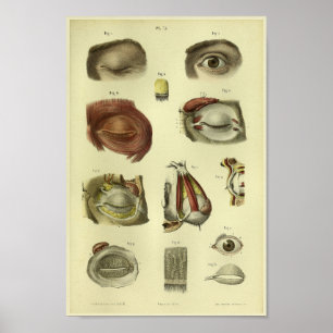 Impresión de la anatomía del ojo humano 1866