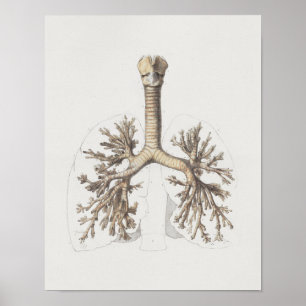 Impresión de la anatomía del vintage de 1867