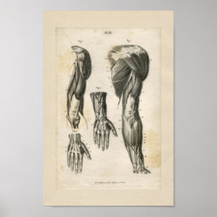Impresión de la anatomía del vintage de los