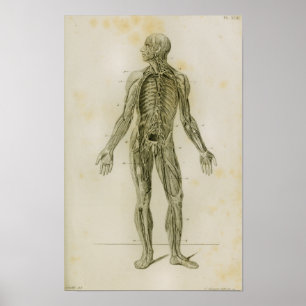 Impresión de la anatomía del vintage del sistema