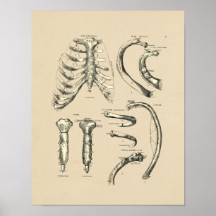 Impresión de la anatomía eterna vintage 1880