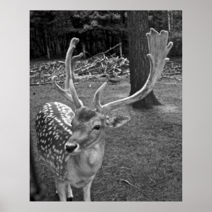 Impresión de la bella arte de los ciervos de Oakla