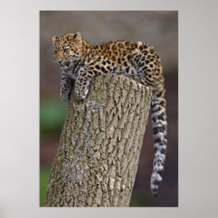 Impresión de la cola de un leopardo