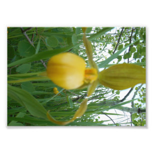 impresión de la foto 5x7