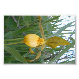 impresión de la foto 6x4