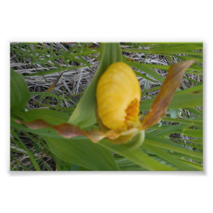 impresión de la foto 6x4