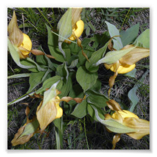 impresión de la foto 6x6