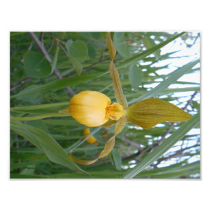 impresión de la foto 8.5x11