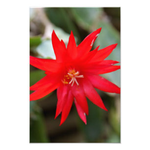 Impresión de la foto - cactus de pascua