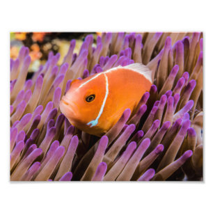 Impresión de la foto de Clownfish